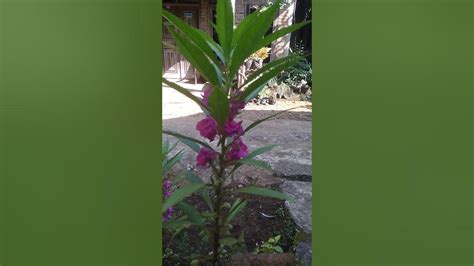 kembang pacar gacor terus setiap jam serta garansi resmi hype abis Dinamis cepat konsep unik sekarang juga image 1