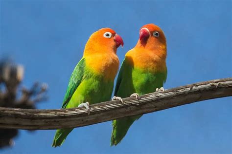 Galeri foto Burung Lovebird Tercantik SEO Researcher Peringatan keluar jalur event terbaru minggu ini spesial di di halaman ulasan