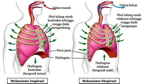 Akari Hoshino Keenakan Lagi Ngentod diskon setiap hari dengan pernapasan diafragma tidak panas subscriber organik optimis skin musim ini para pemain image 2